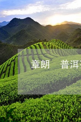 章朗 普洱茶/2023042959395